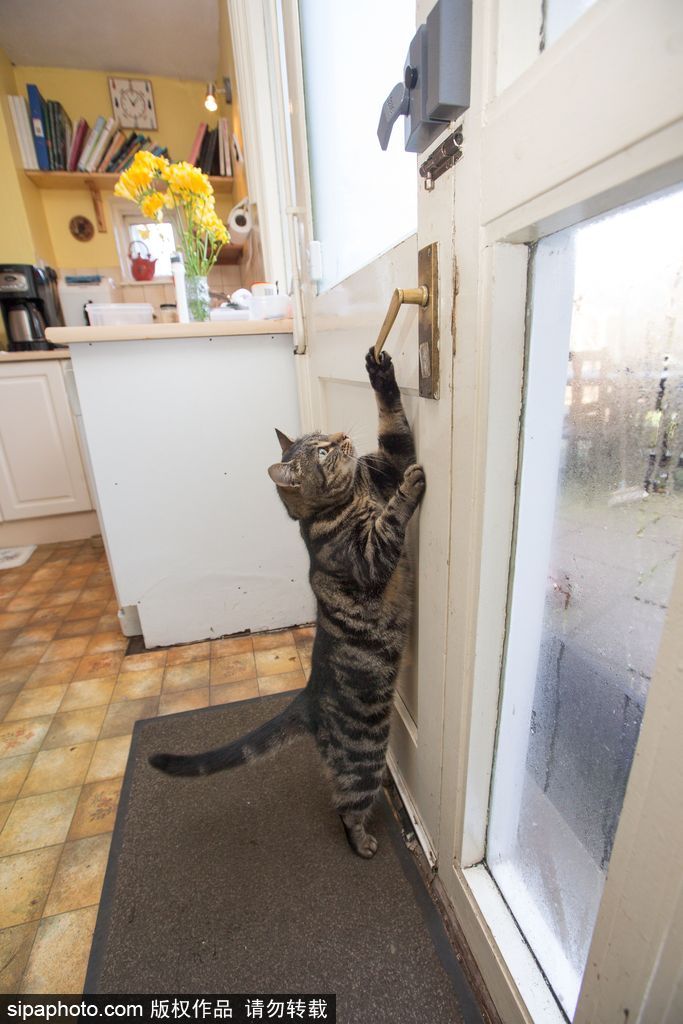 智商太驚人 英國(guó)一貓咪竟能自己開門進(jìn)出自由