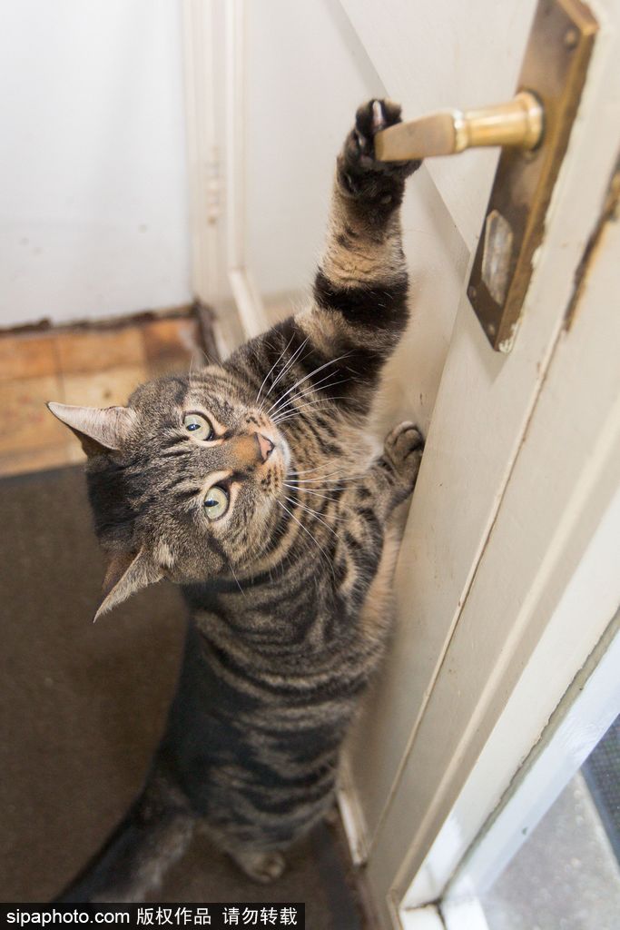 智商太驚人 英國一貓咪竟能自己開門進出自由