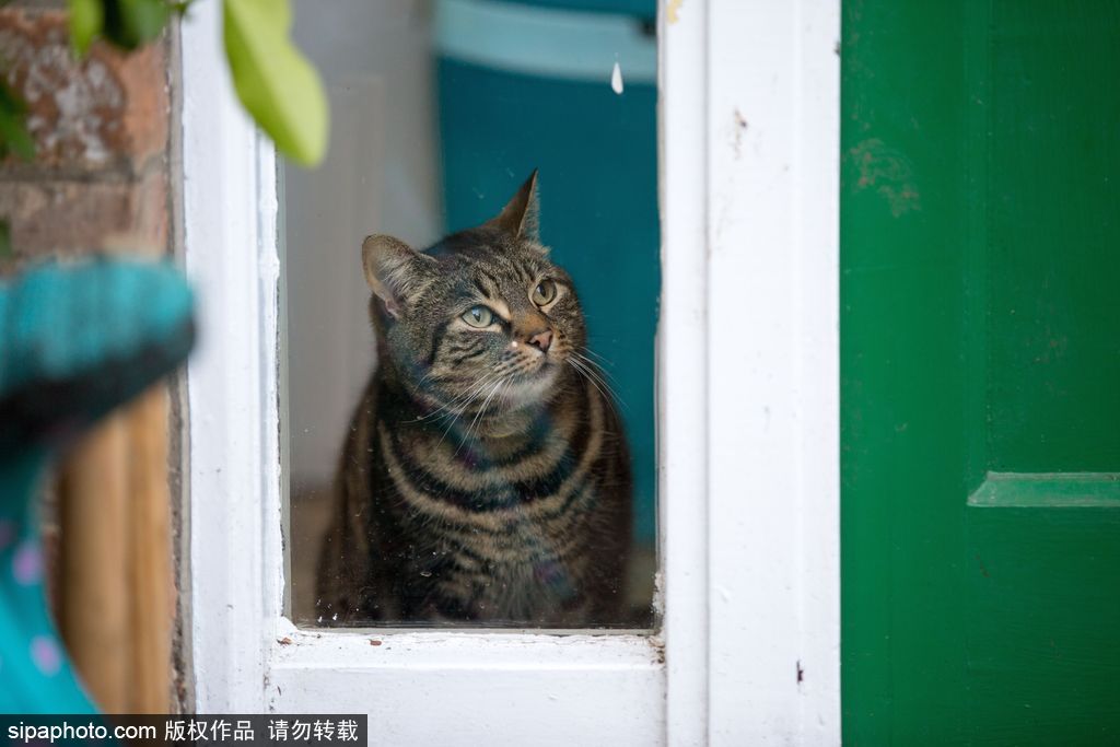 智商太驚人 英國一貓咪竟能自己開門進出自由