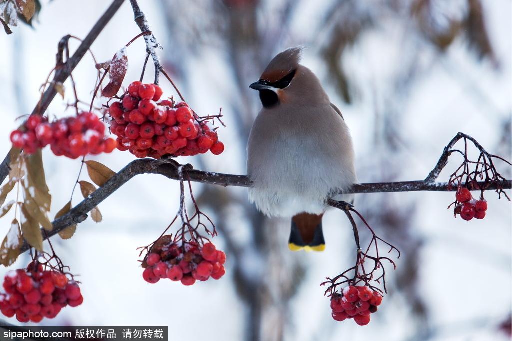 盤點(diǎn)俄羅斯鄂木斯克美景 意境朦朧似童話世界