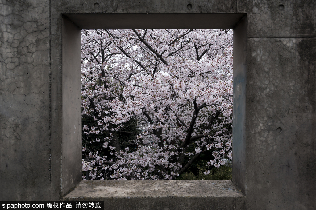 日本櫻花季即將到來 盤點國內外賞櫻勝地超浪漫