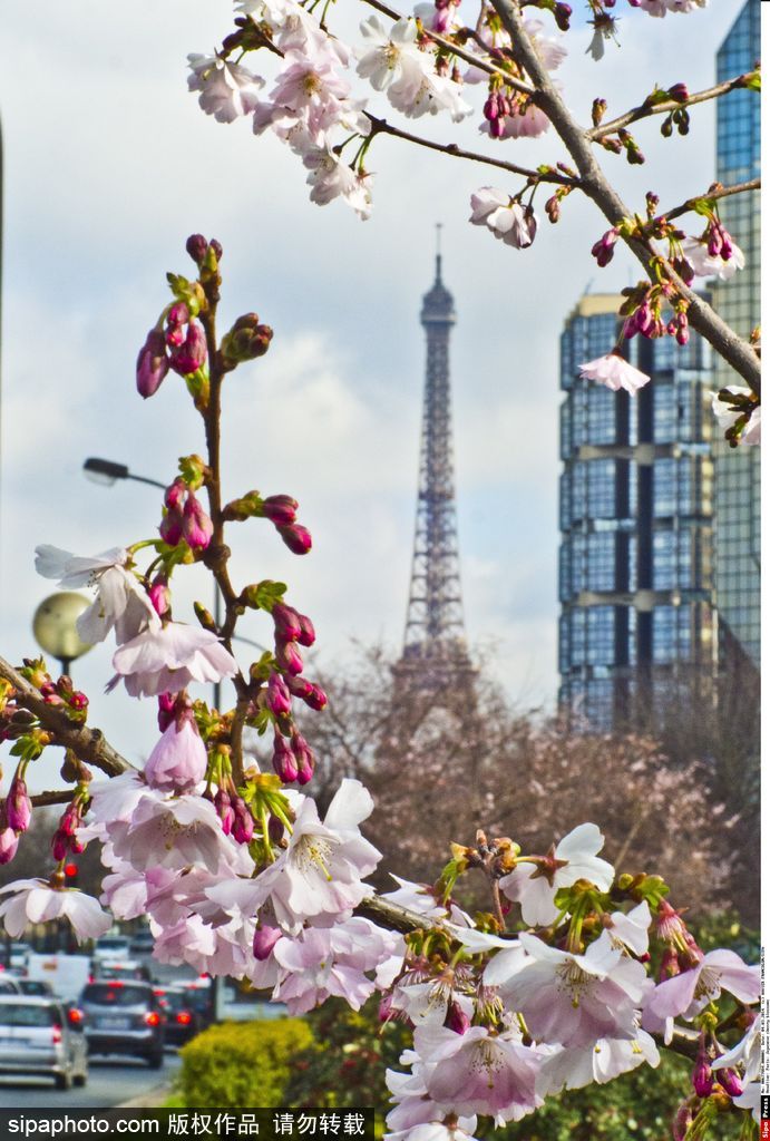 日本櫻花季即將到來(lái) 盤點(diǎn)國(guó)內(nèi)外賞櫻勝地超浪漫