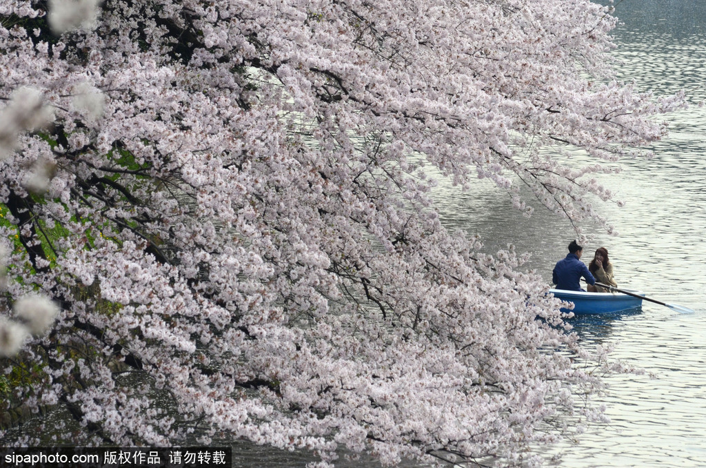 日本櫻花季即將到來 盤點(diǎn)國內(nèi)外賞櫻勝地超浪漫