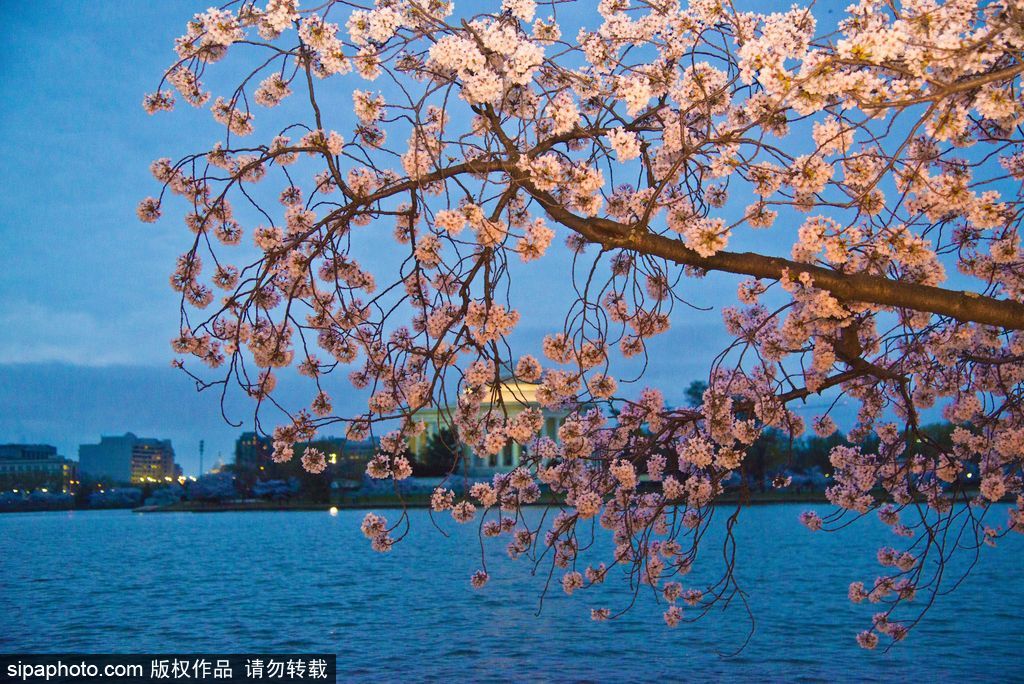 日本櫻花季即將到來 盤點國內外賞櫻勝地超浪漫