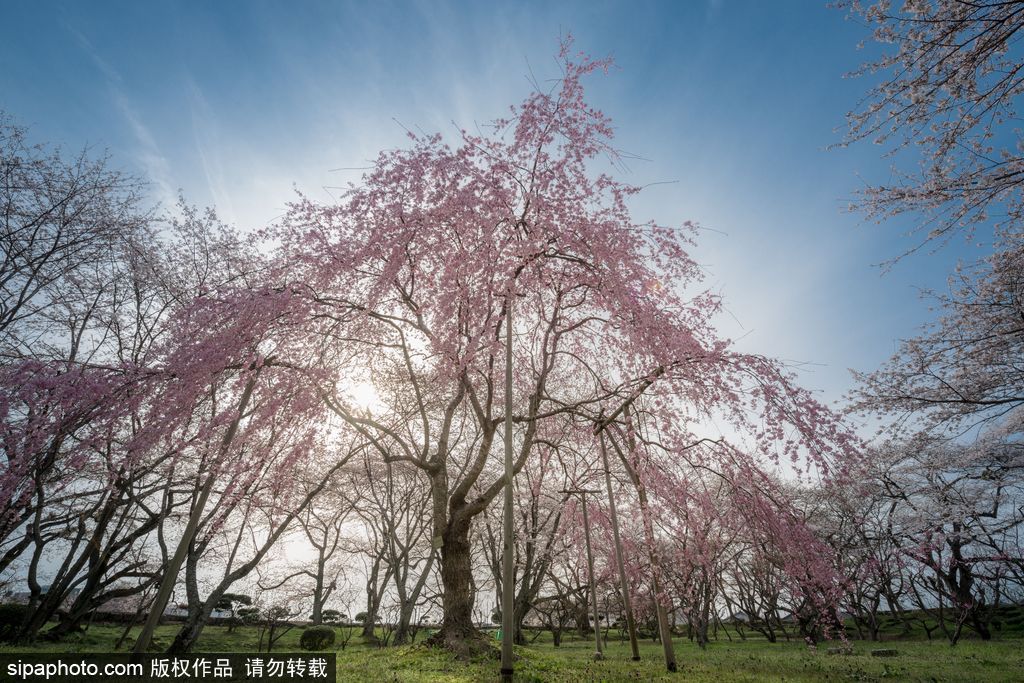 日本櫻花季即將到來 盤點(diǎn)國內(nèi)外賞櫻勝地超浪漫