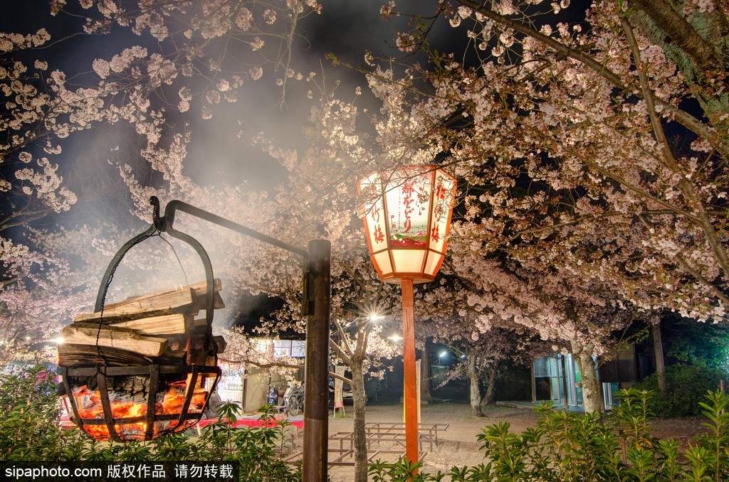 日本櫻花季即將到來 盤點國內外賞櫻勝地超浪漫