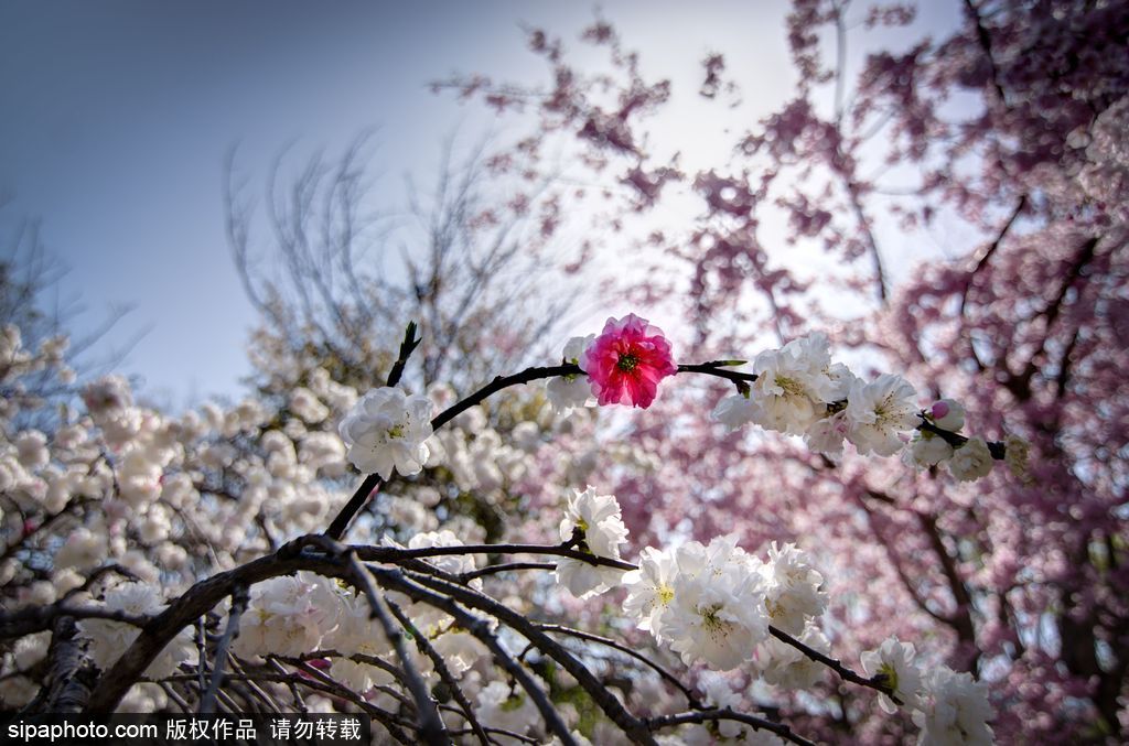 日本櫻花季即將到來(lái) 盤(pán)點(diǎn)國(guó)內(nèi)外賞櫻勝地超浪漫