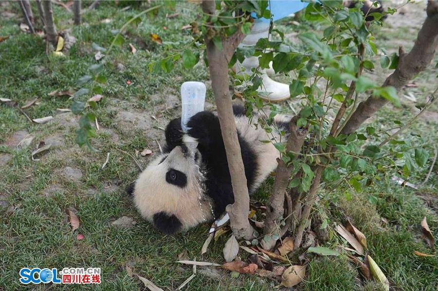 揭秘熊貓保姆工作內(nèi)幕 不只是被抱大腿（組圖）