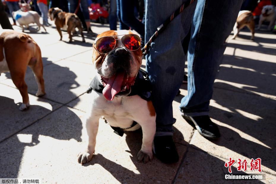 墨西哥950只斗牛犬聚會(huì) 畫面呆萌逗趣（組圖）