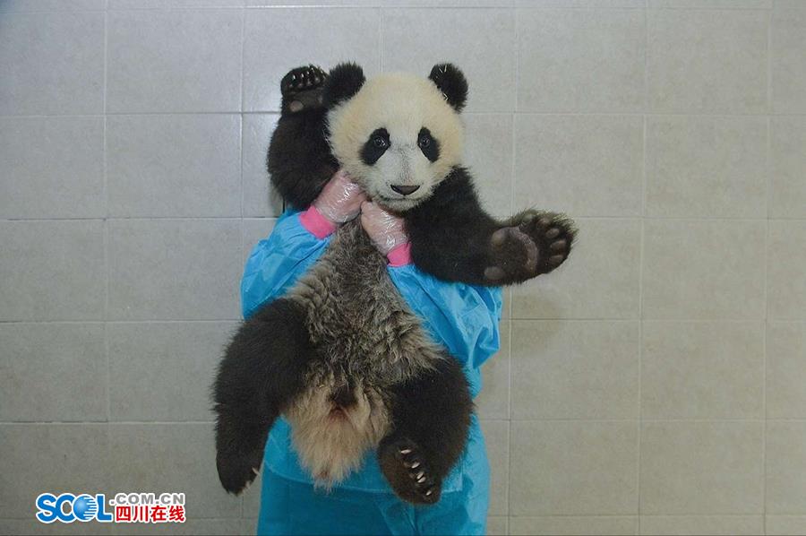 揭秘熊貓保姆工作 喂奶、陪耍視如己出（組圖）