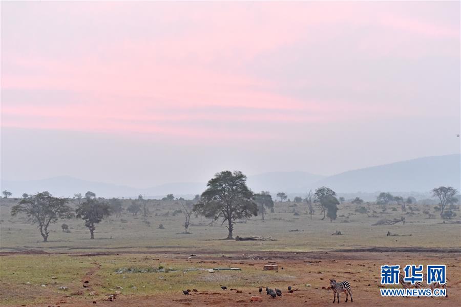 肯尼亞對野生動物進行“人口普查” 包含數量、遷徙路線和資源數據