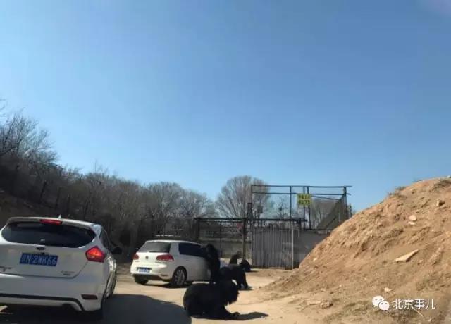 游覽轎車遭黑熊圍堵 熊爪伸進車內(nèi)討要食物