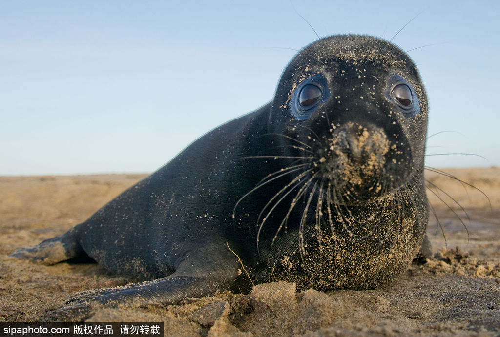 天生自帶賣(mài)萌屬性 盤(pán)點(diǎn)全球海豹們的蠢萌瞬間