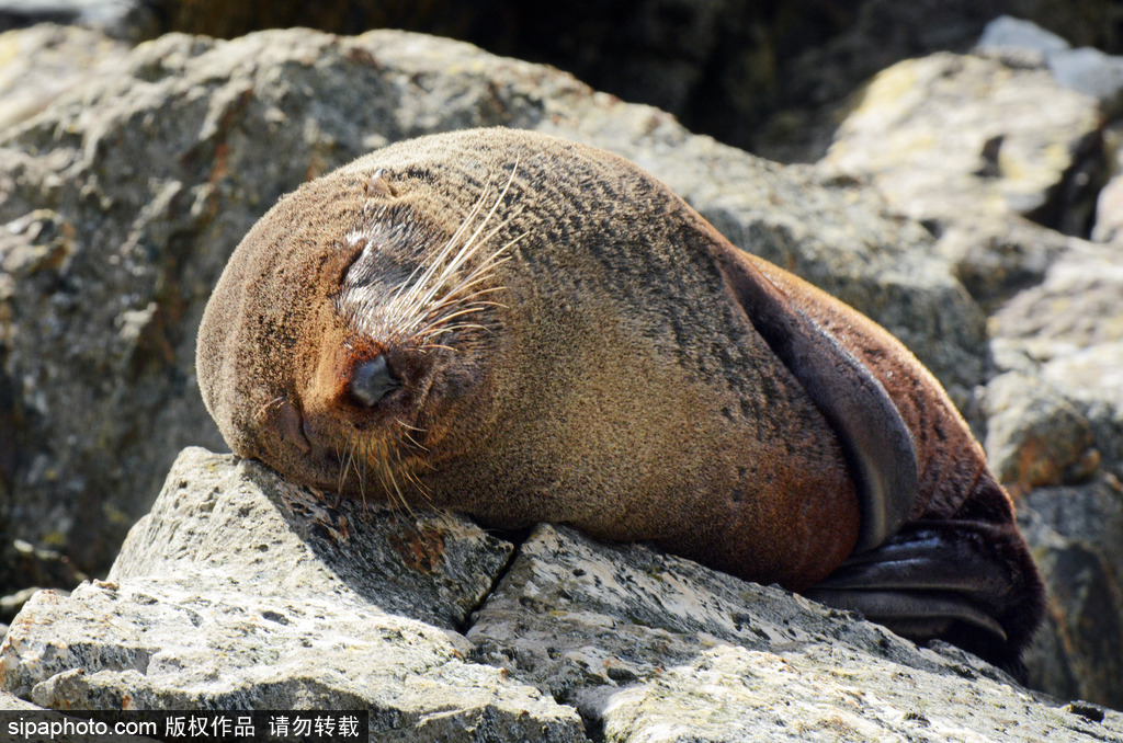 天生自帶賣萌屬性 盤點全球海豹們的蠢萌瞬間