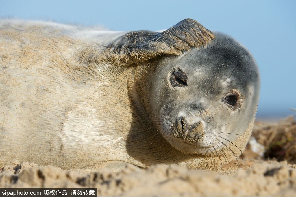 天生自帶賣萌屬性 盤點全球海豹們的蠢萌瞬間