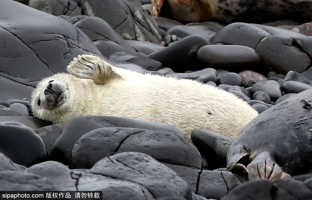 天生自帶賣萌屬性 盤點全球海豹們的蠢萌瞬間