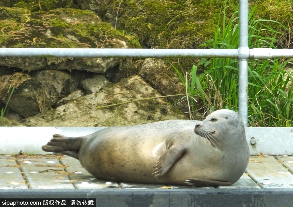 天生自帶賣萌屬性 盤點全球海豹們的蠢萌瞬間
