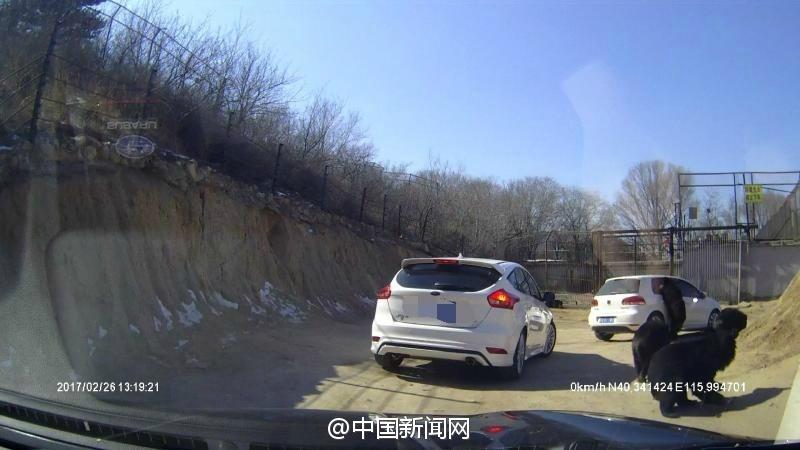 八達(dá)嶺熊襲事件：車主投喂動(dòng)作曝光