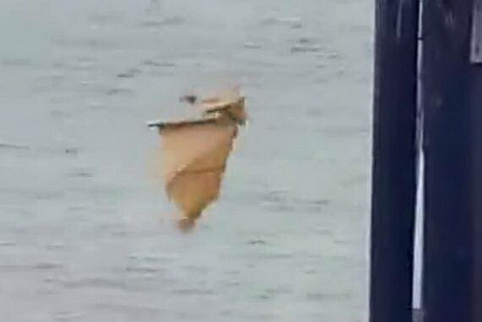 場(chǎng)面尷尬 直播放生海豹卻被鯊魚(yú)吃了