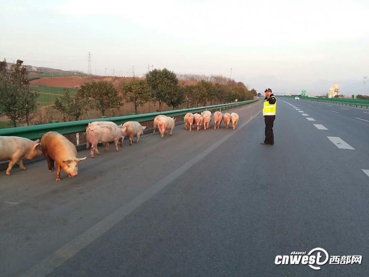 陜西一貨車側(cè)翻 “二師兄”高速上撒歡（組圖）