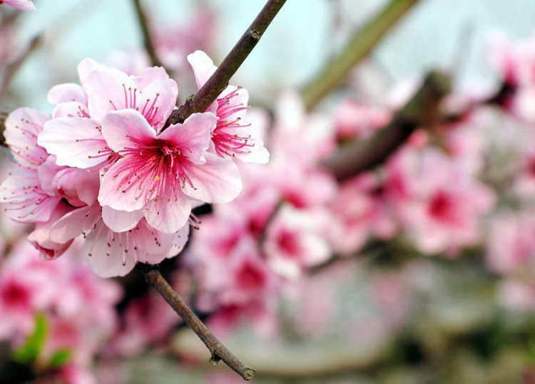 《三生三世》已完結 西安附近哪里能去看桃花？