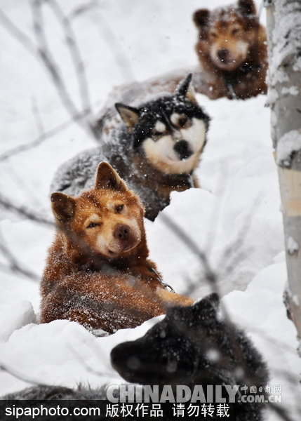 走進西伯利亞狗狗收容所 看雪橇犬們的生活（組圖）
