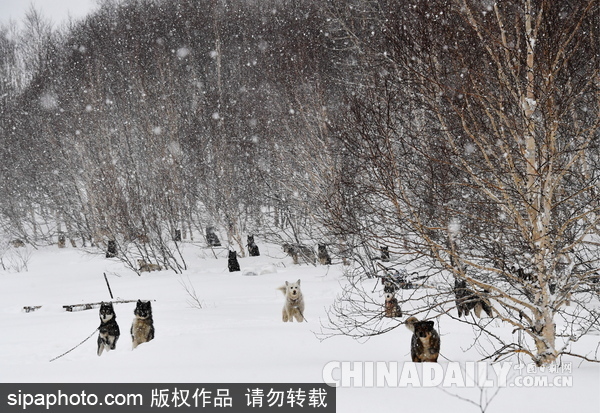走進西伯利亞狗狗收容所 看雪橇犬們的生活（組圖）