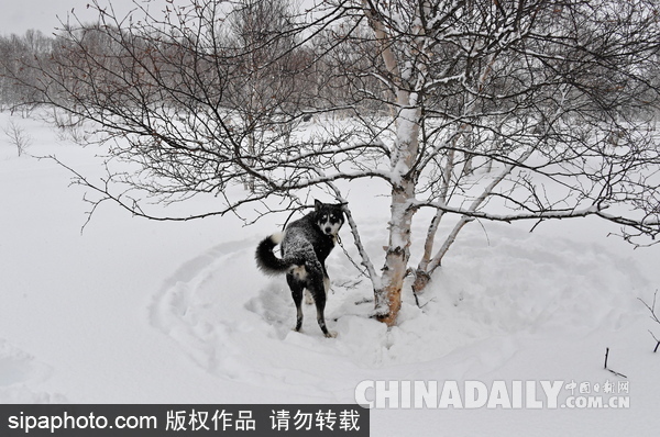 走進西伯利亞狗狗收容所 看雪橇犬們的生活（組圖）
