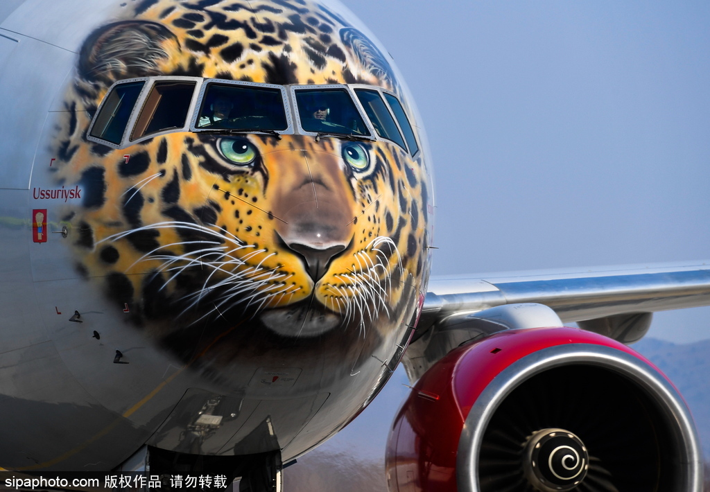 一頭豹子飛過來！俄羅斯飛機繪遠東豹圖案萌態十足