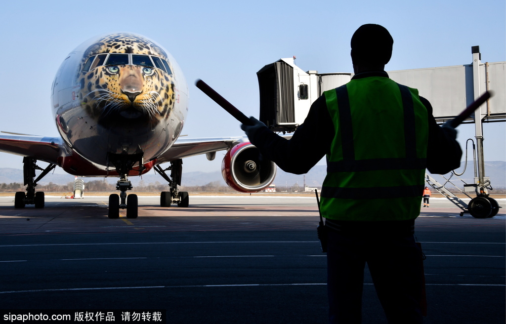 一頭豹子飛過來！俄羅斯飛機繪遠東豹圖案萌態十足