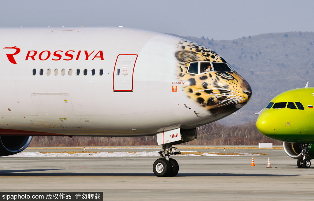 一頭豹子飛過(guò)來(lái)！俄羅斯飛機(jī)繪遠(yuǎn)東豹圖案萌態(tài)十足