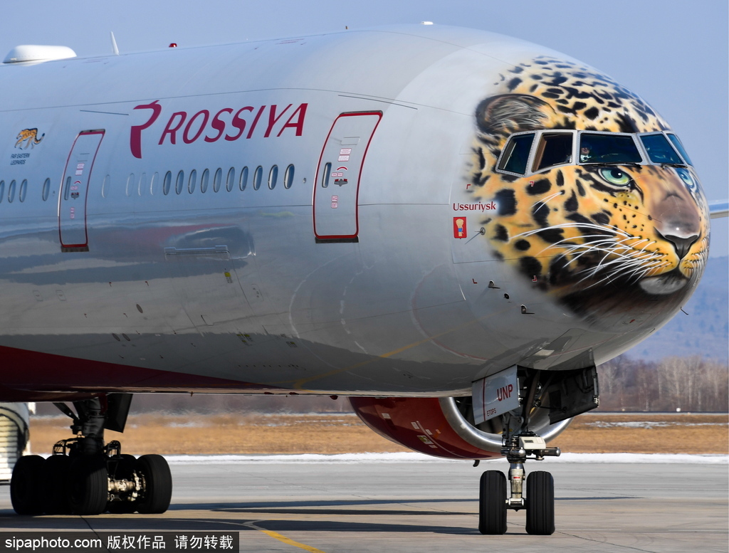 一頭豹子飛過來！俄羅斯飛機繪遠東豹圖案萌態十足