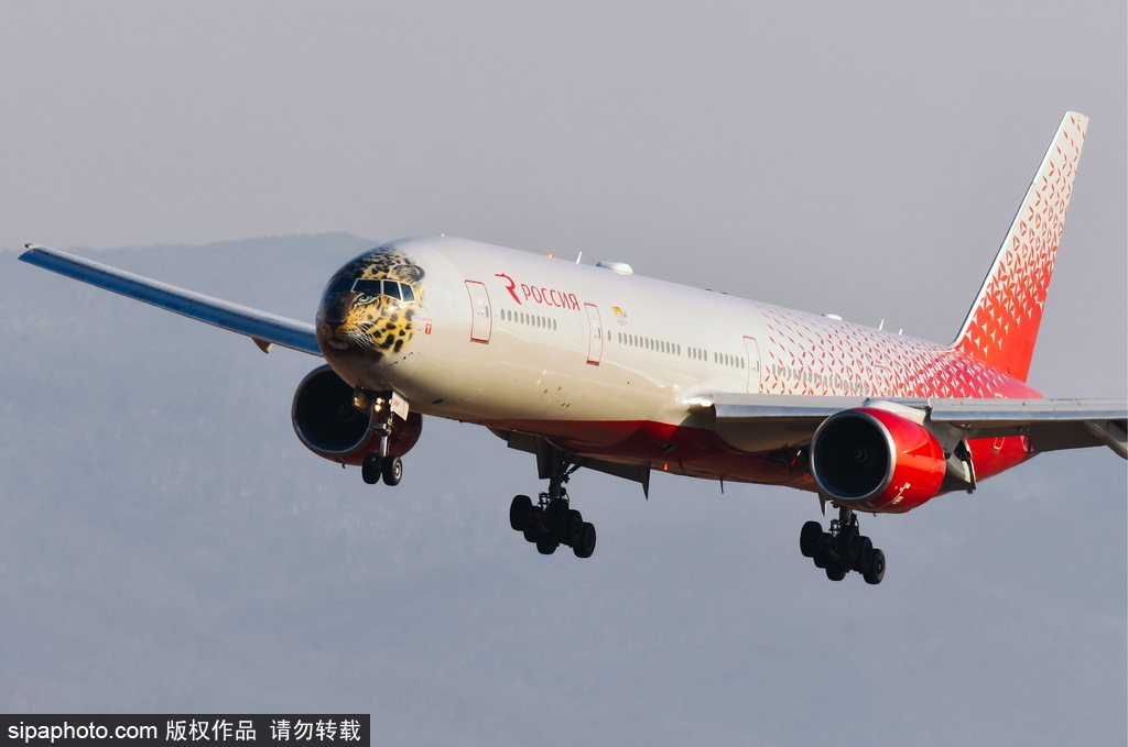 一頭豹子飛過來！俄羅斯飛機繪遠東豹圖案萌態十足