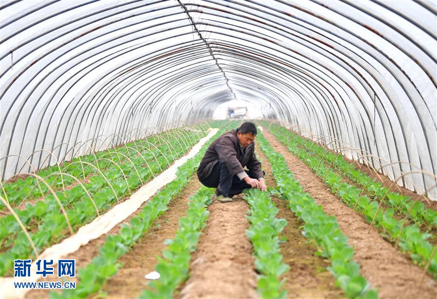 驚蟄鬧春耕(組圖)