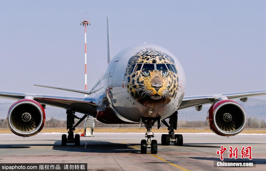 帥到爆表！俄航推遠(yuǎn)東豹彩繪飛機(jī) 喚起豹類保育