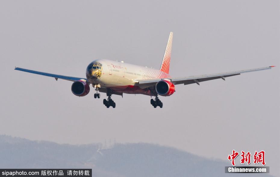 帥到爆表！俄航推遠東豹彩繪飛機 喚起豹類保育