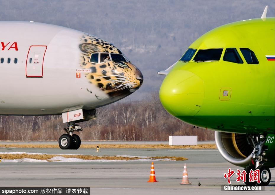 帥到爆表！俄航推遠東豹彩繪飛機 喚起豹類保育