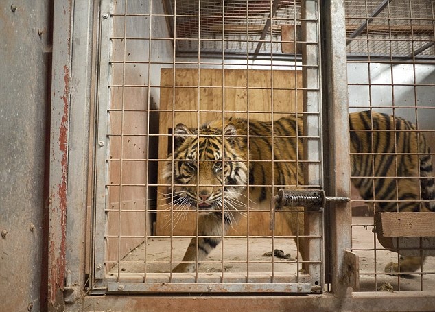 3年養死500動物 花豹因饑餓啃食了自己的爪子