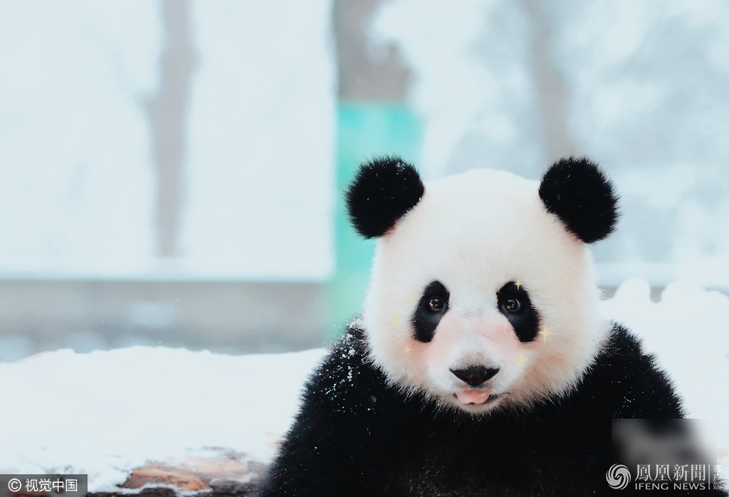 萌哭了！當(dāng)動(dòng)物遇上美顏相機(jī)