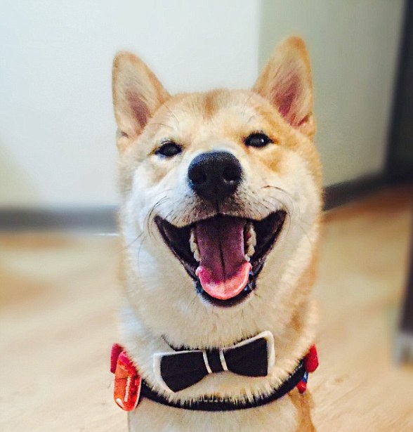 柴犬因愛看電視有“繪畫技能”走紅網絡【圖】