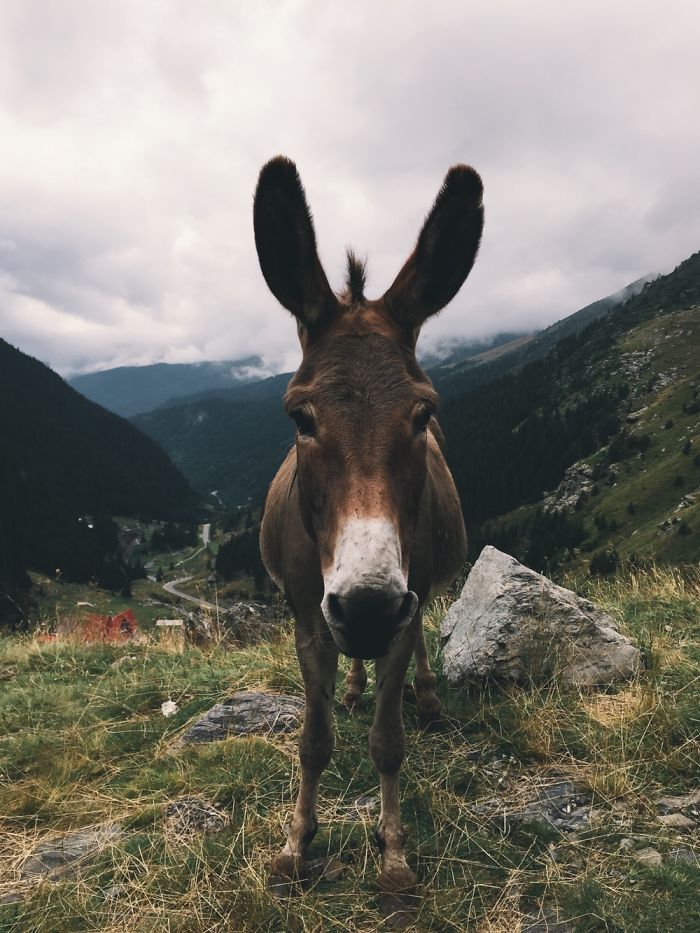 先忘掉單反 這些美照竟然是用手機拍的[組圖]