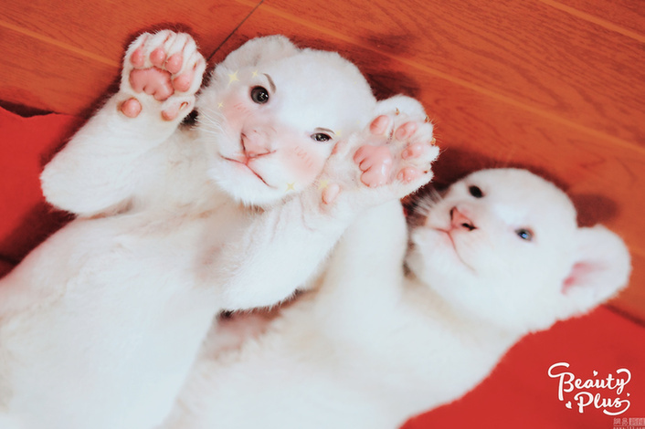 給動(dòng)物用上美顏相機(jī)：賣萌撒嬌簡直不輸“網(wǎng)紅”
