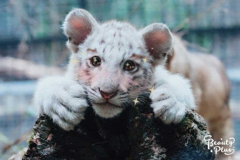 給動物用上美顏相機：賣萌撒嬌簡直不輸“網(wǎng)紅”
