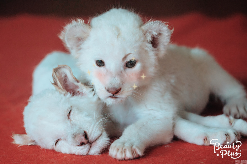 給動物用上美顏相機：賣萌撒嬌簡直不輸“網紅”