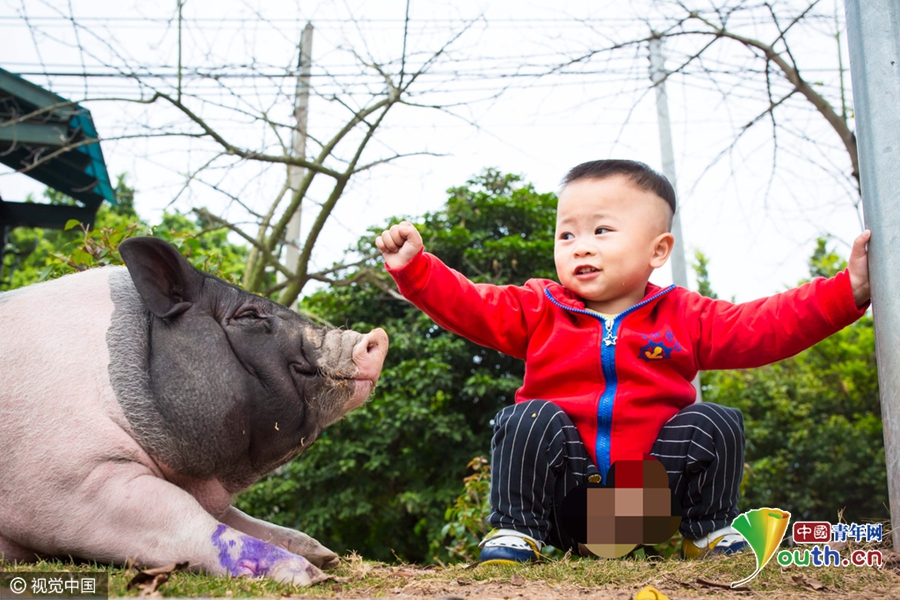 廣州被棄寵物豬吃百家飯 村民喜愛(ài)成“明星”