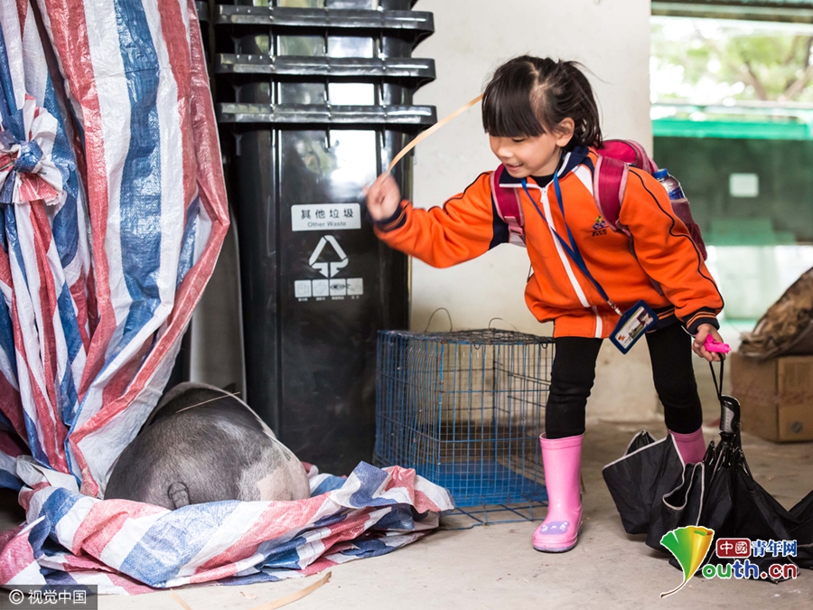 廣州被棄寵物豬吃百家飯 村民喜愛成“明星”