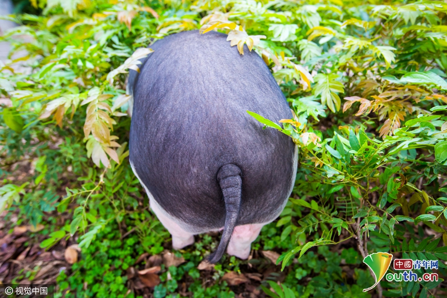 廣州被棄寵物豬吃百家飯 村民喜愛成“明星”
