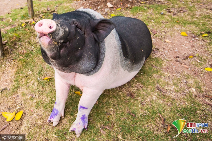 廣州被棄寵物豬吃百家飯 村民喜愛成“明星”