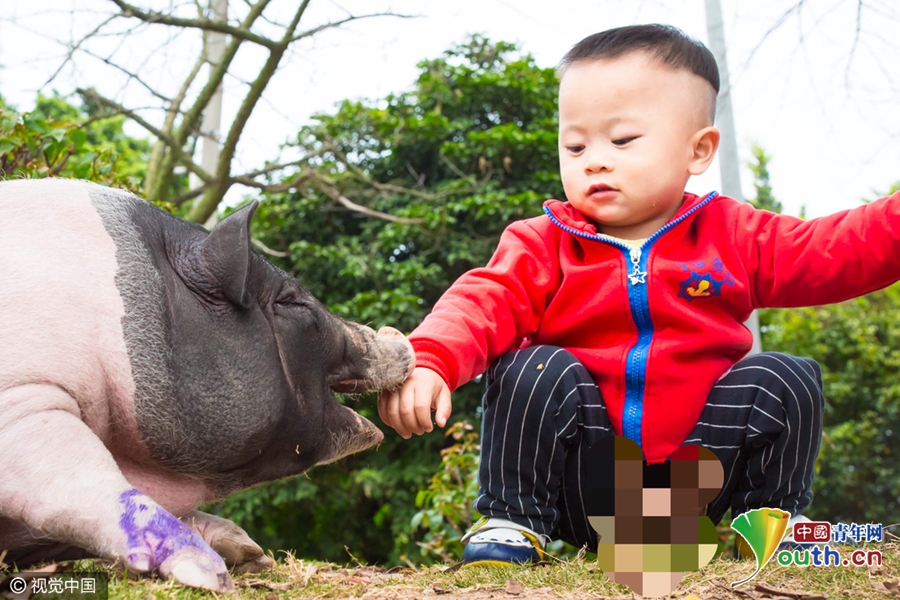 廣州被棄寵物豬吃百家飯 村民喜愛成“明星”