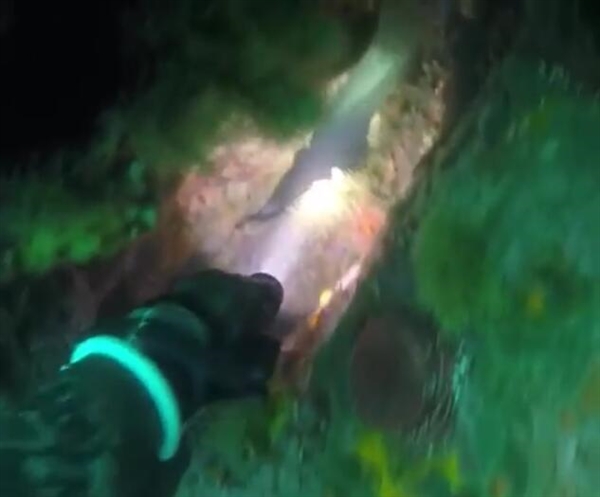 奇魚魚肉竟是藍(lán)綠色